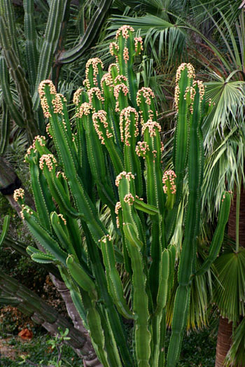 راهنمای نگهداری و پرورش گل و گیاهان زینتی - افوربیا اینگنس